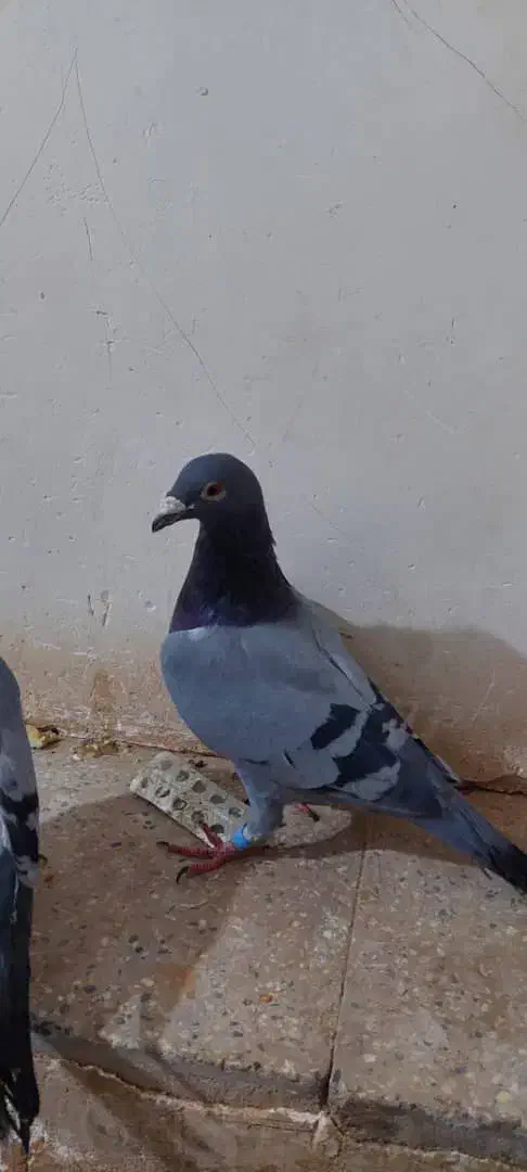 ی جفت سبز پلاکی|پرنده|اشکذر, |دیوار