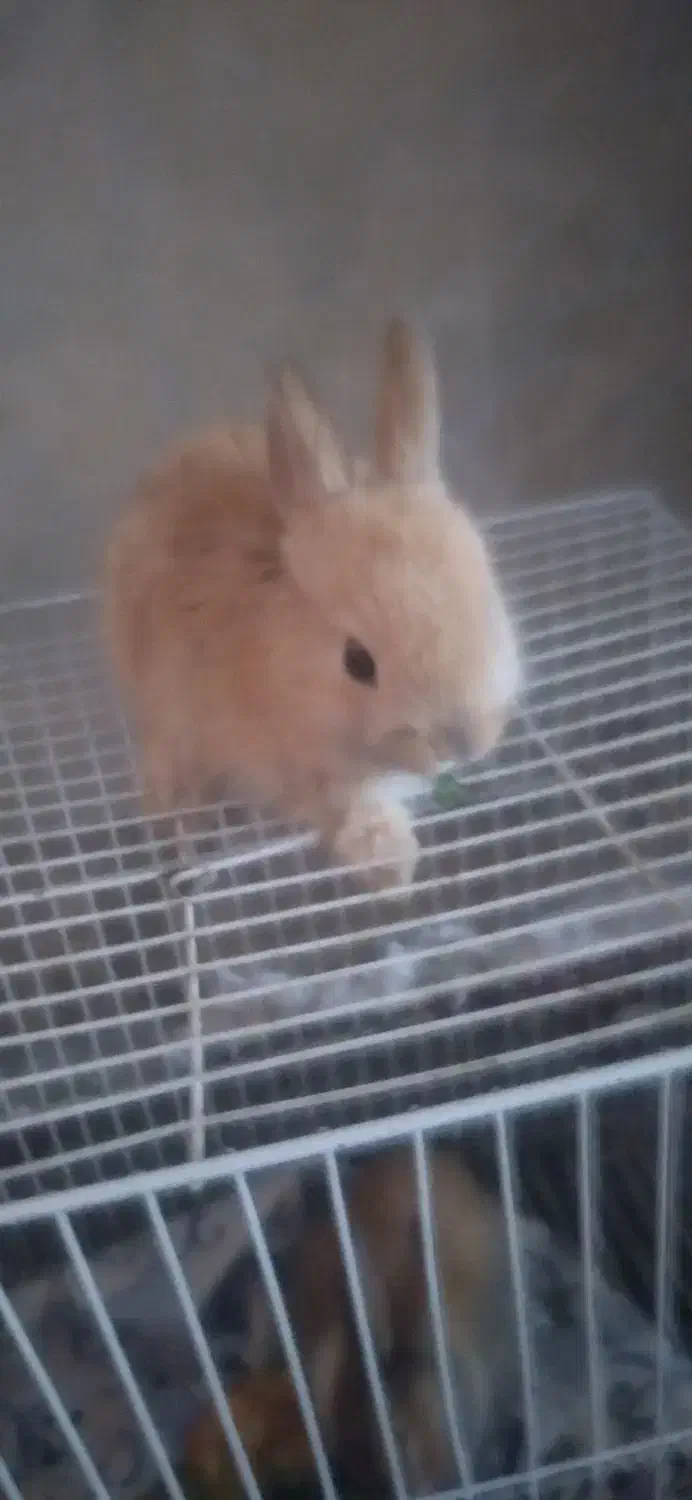 خرگوش|موش و خرگوش|تایباد, |دیوار