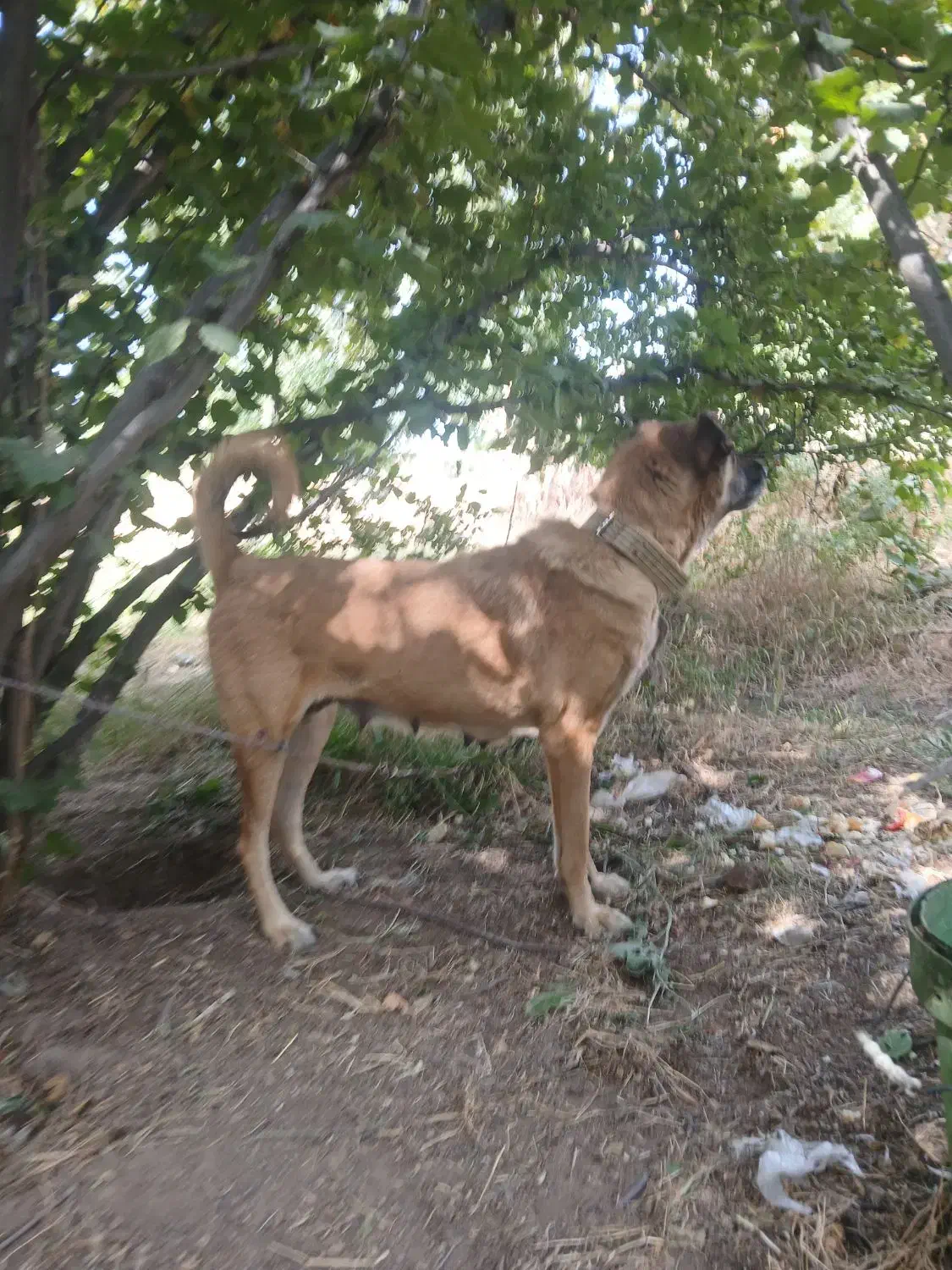 سگ سرابی|سگ|اردبیل, |دیوار