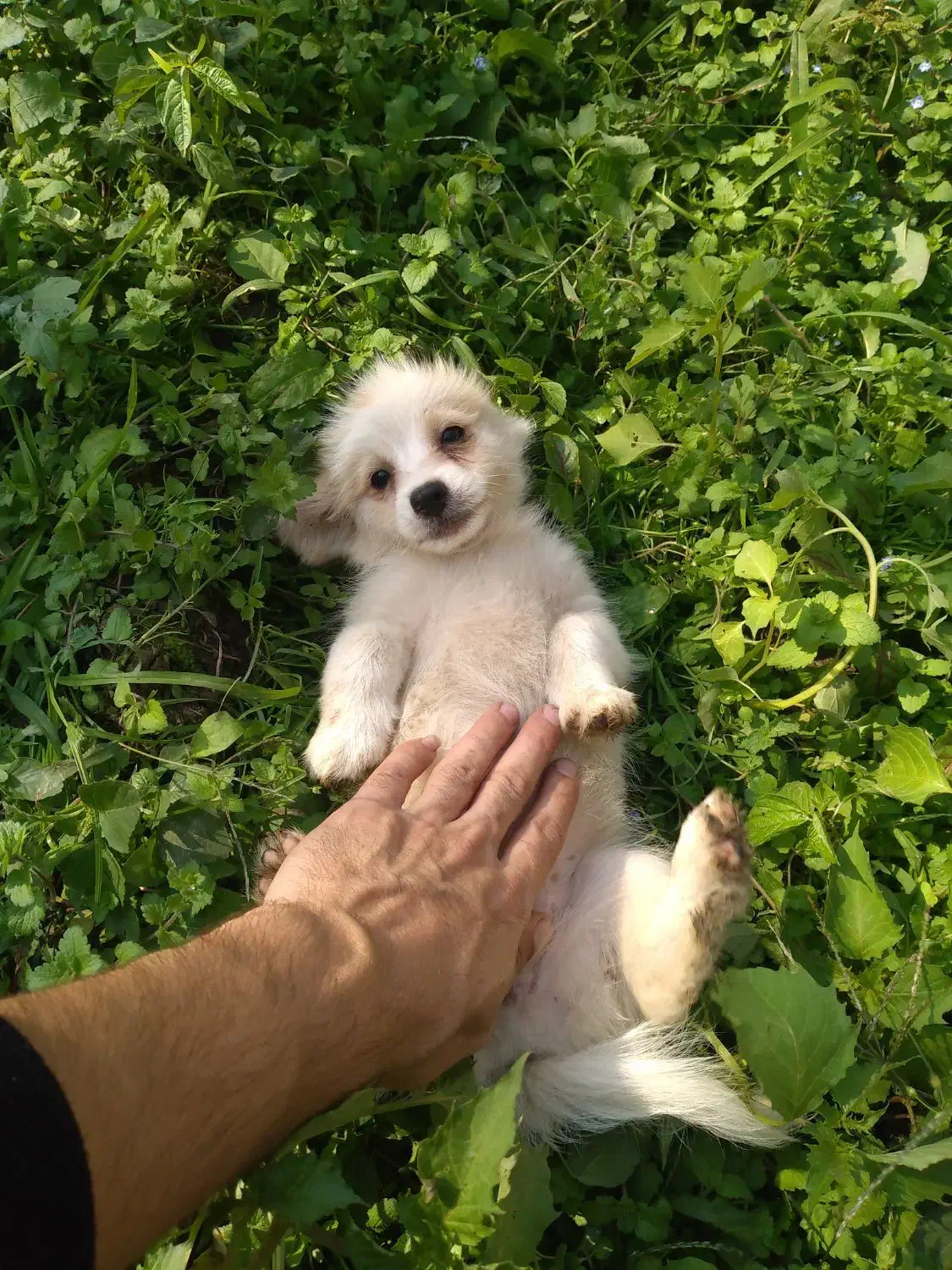 سگ پاکوتاه شیتزو اشپیتز پامریین|سگ|رودسر, |دیوار