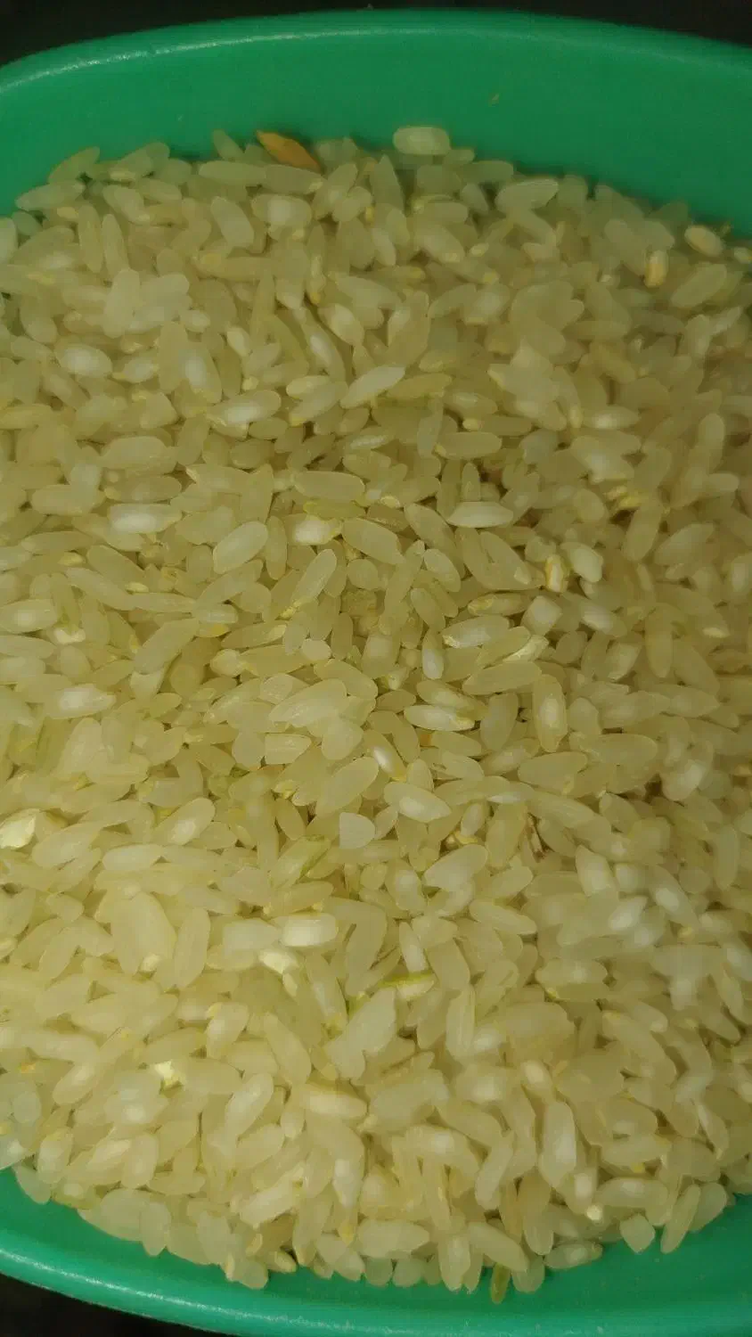 فروش 6تن چلتوک و برنج پاکوتاه کامفیروز ی|خوردنی و آشامیدنی|کامفیروز, |دیوار