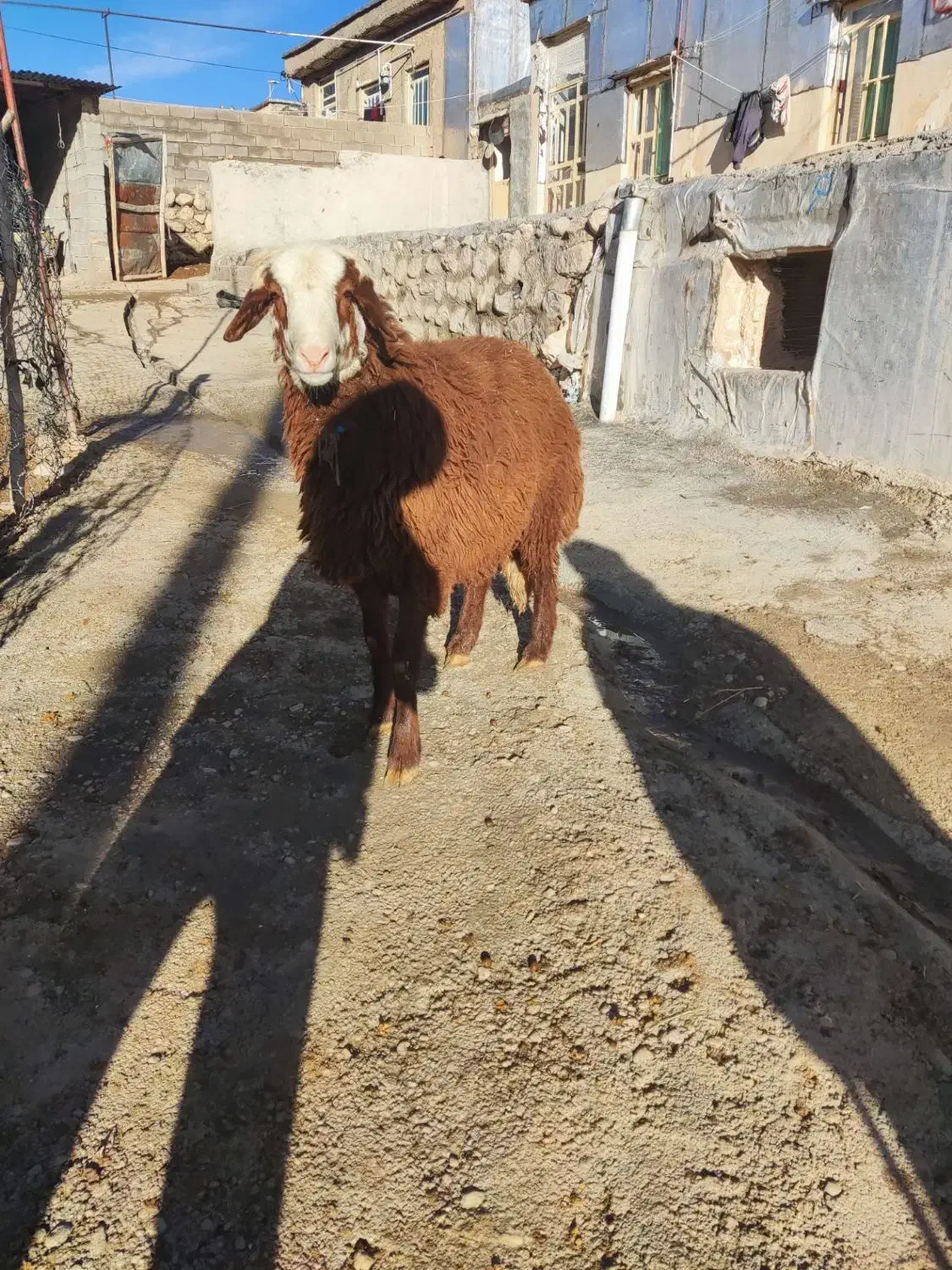 بره نر مهربانی|حیوانات مزرعه|الشتر, |دیوار