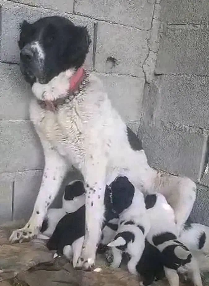 واگذاری توله سگ قدرجونی|سگ|اصفهان, قهاب جنوبی|دیوار