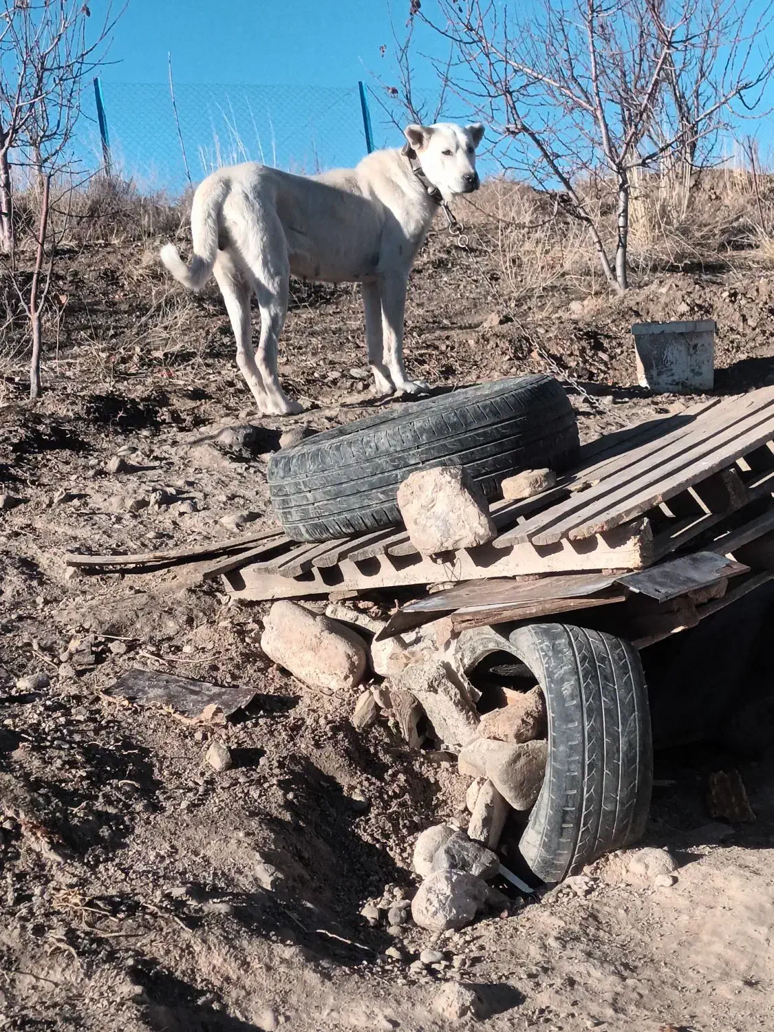 سگ‌ ۱۲‌ ماده. ماده|سگ|اهر, |دیوار