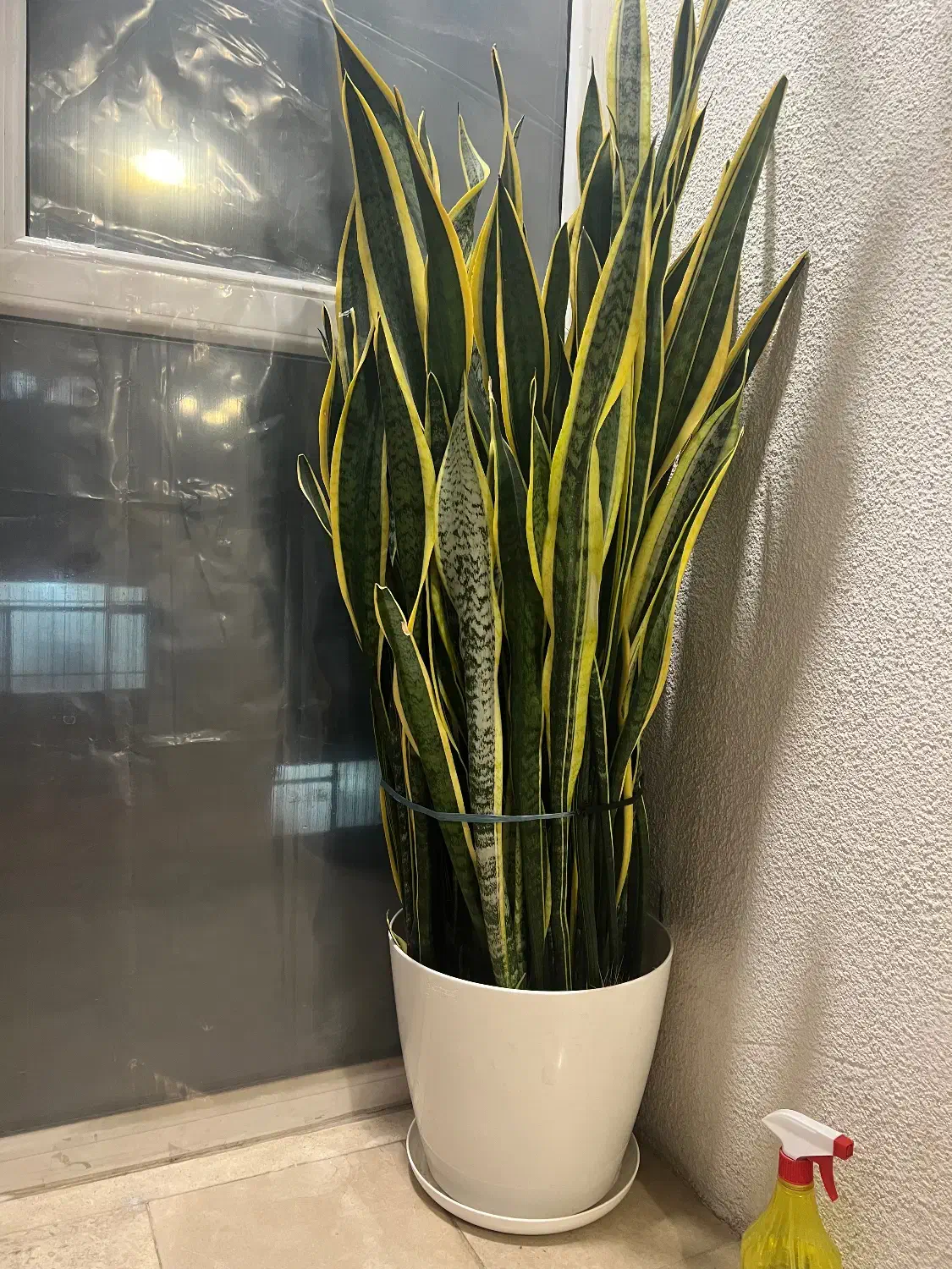 سانسوریا ابلق|گل و گیاه طبیعی|تهران, نارمک|دیوار