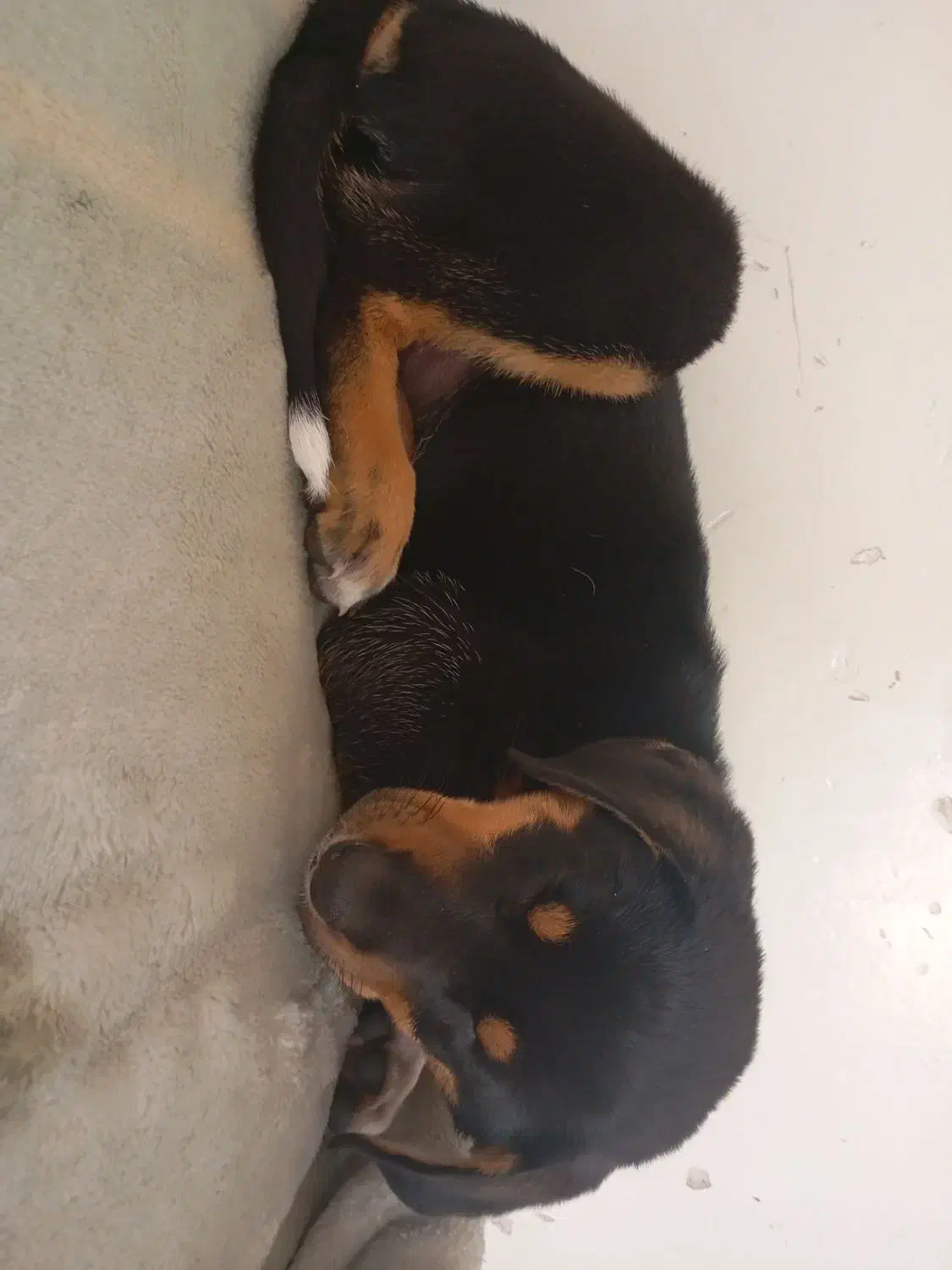 سگ نژاد دار نگهبان|سگ|شیروان (خراسان), |دیوار