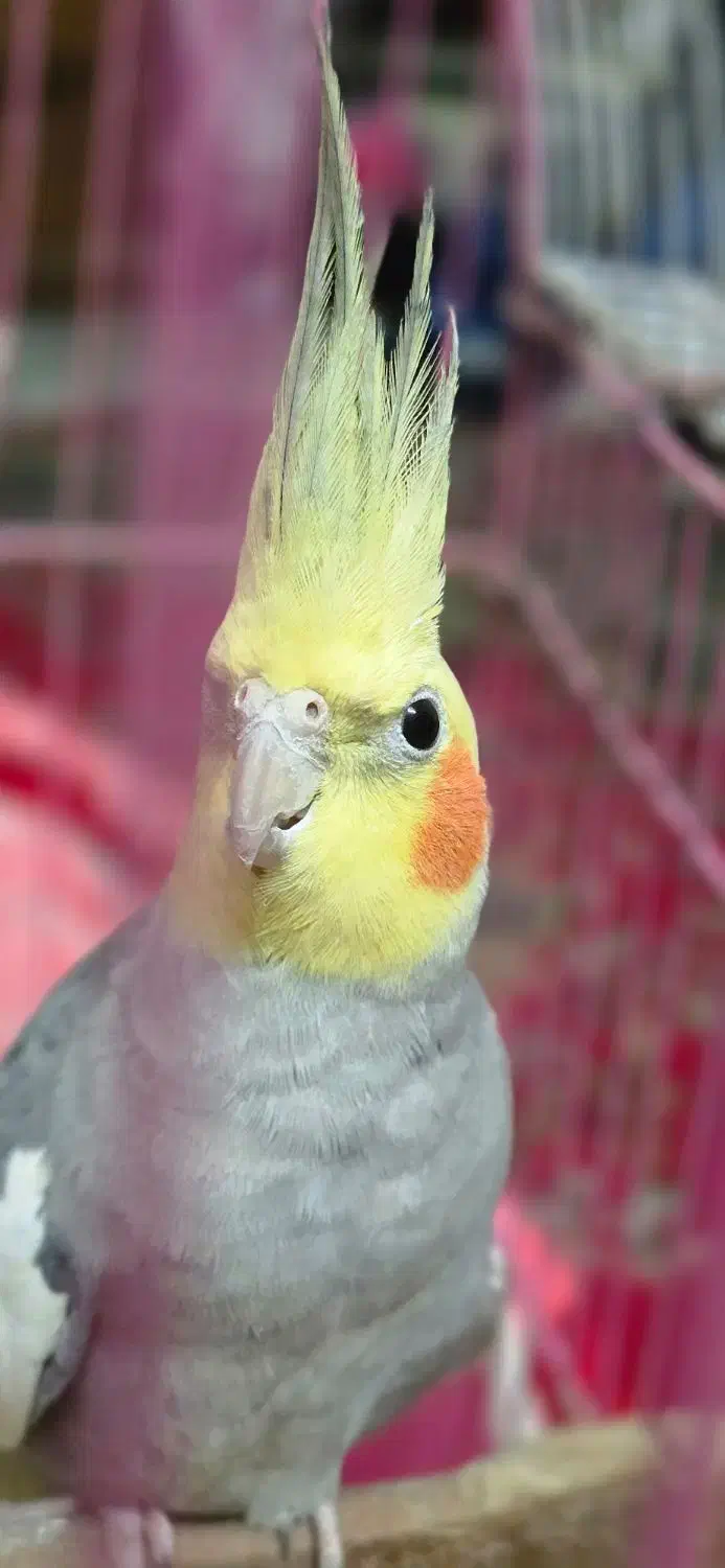 عروس هلندی نر|پرنده|شلمان, |دیوار