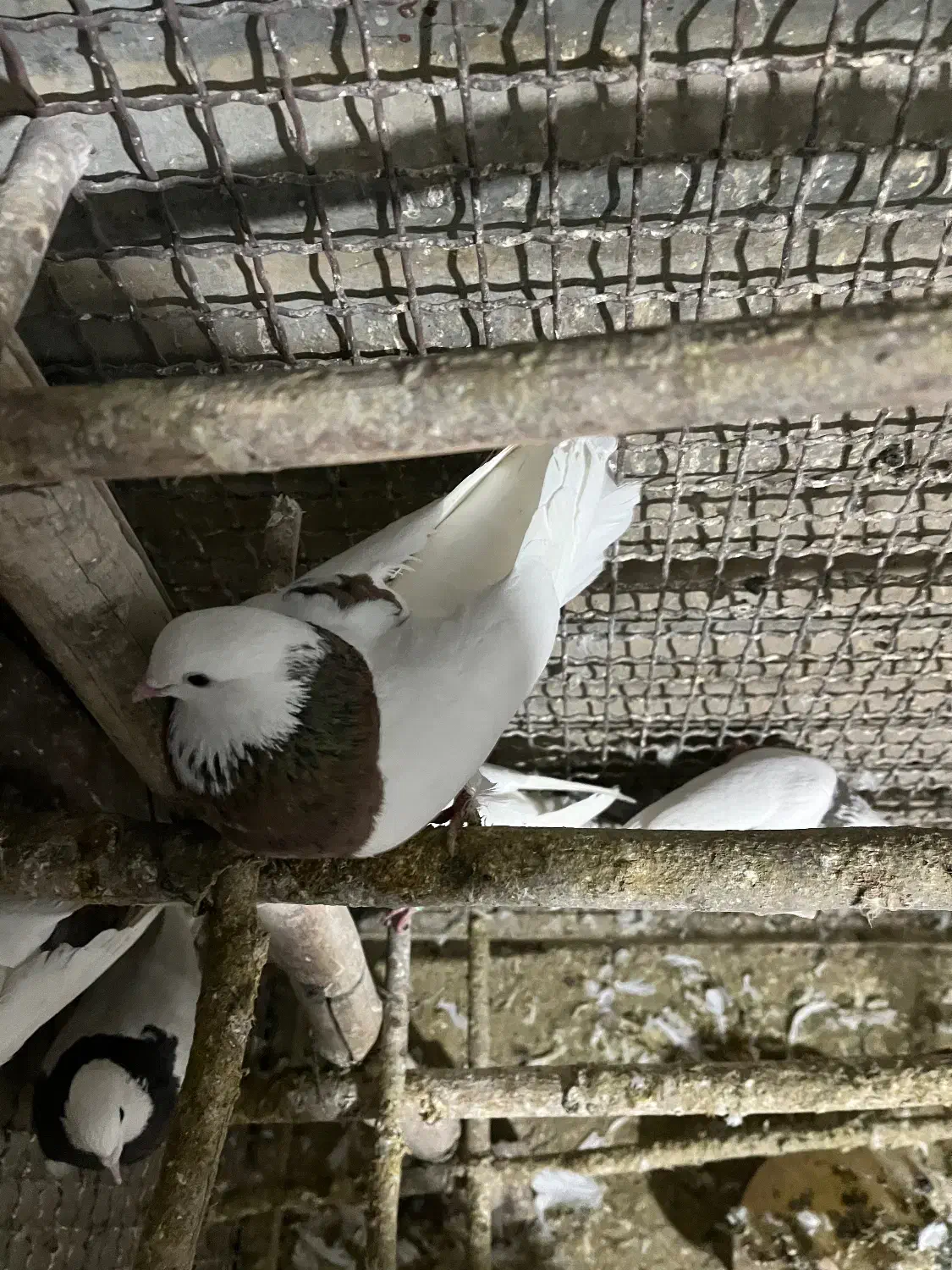 طوقی|پرنده|همدان, |دیوار