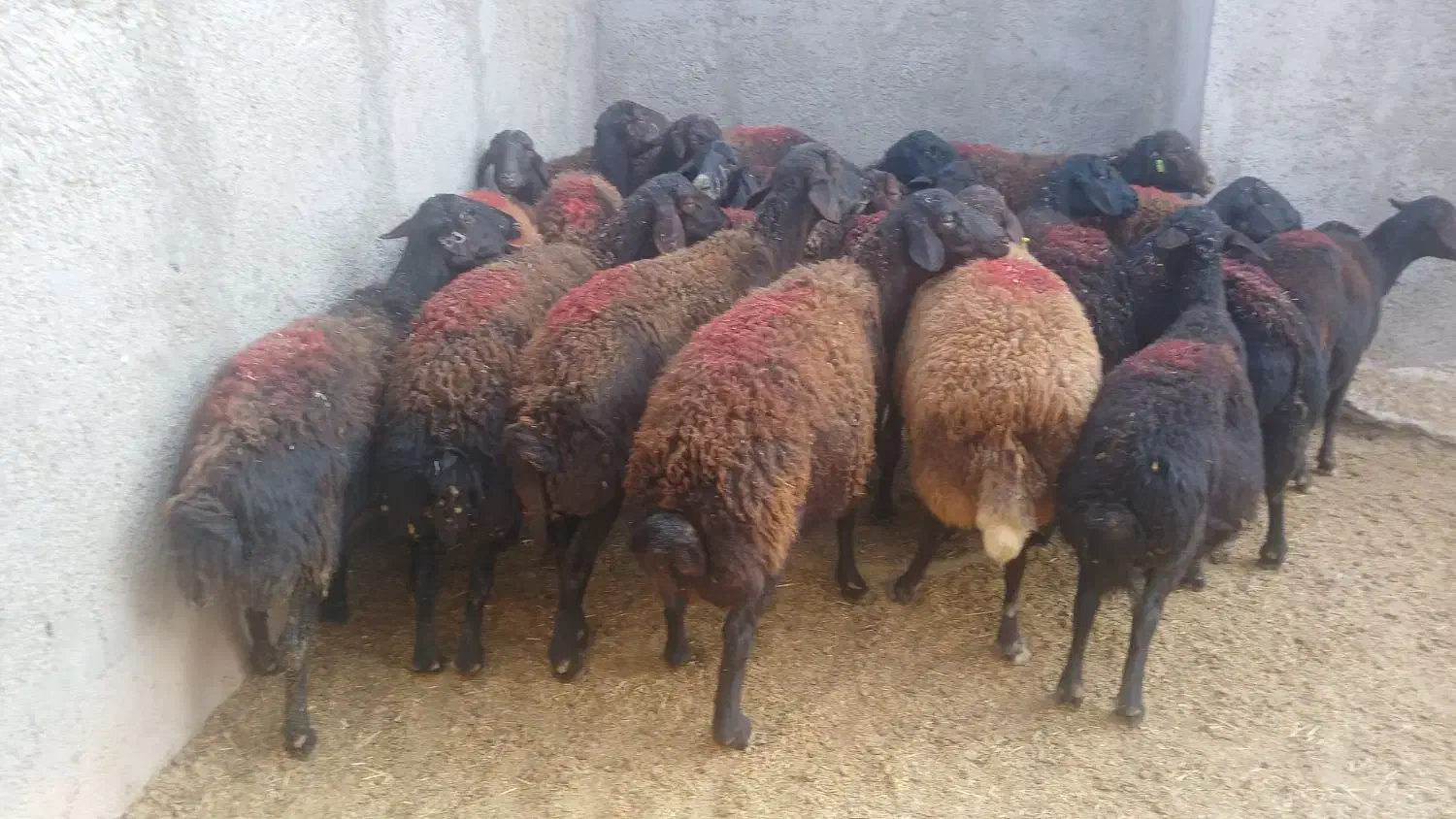 گوسفند شیشک میش قزل افشار ابستن سنگین|حیوانات مزرعه|بشاریات, |دیوار