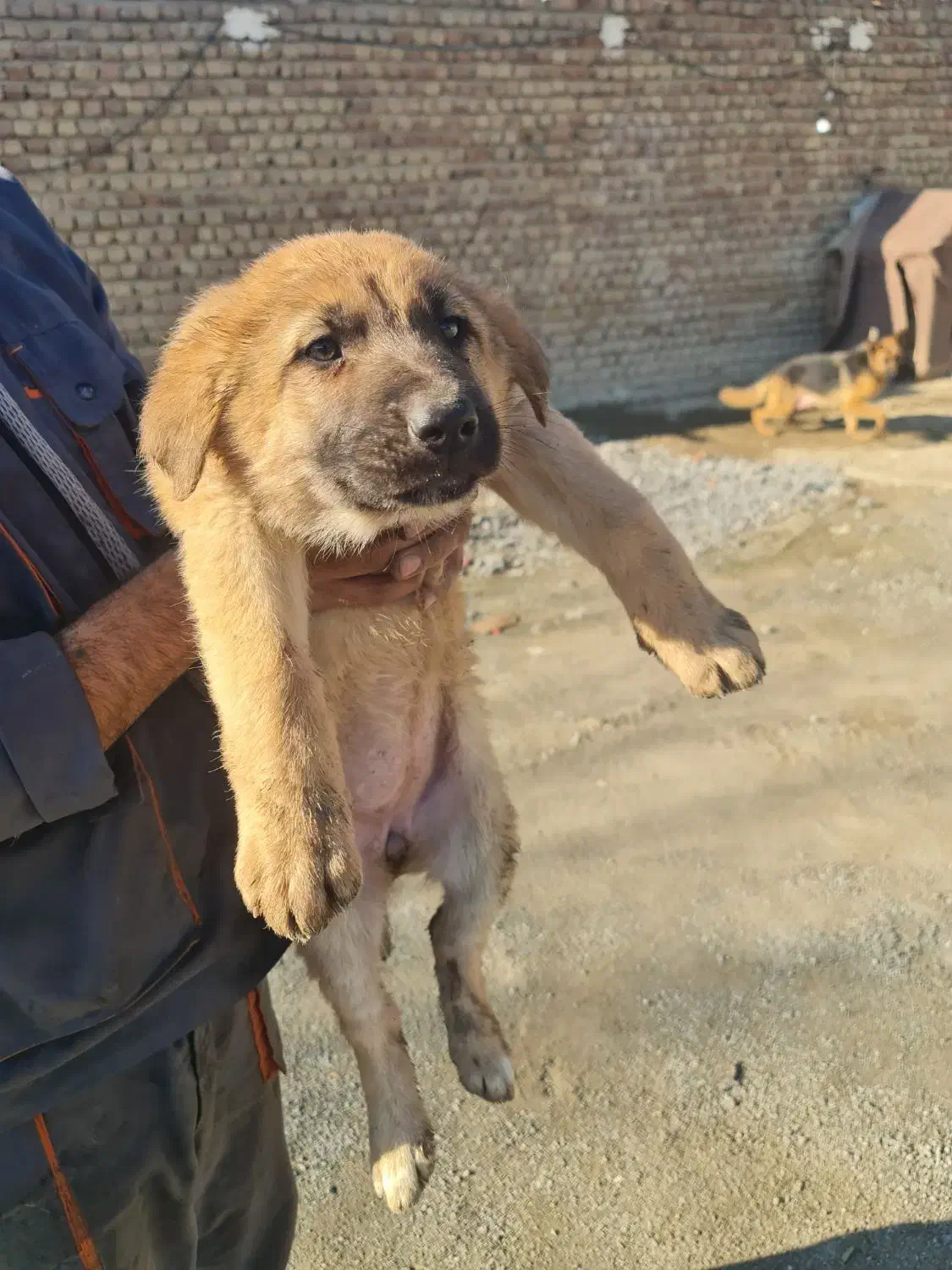 توله ژرمن|سگ|مشکین‌دشت, |دیوار