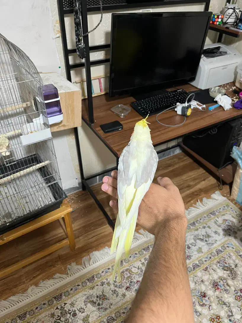 عروس هلندی جفت مولد|پرنده|اندیشه, اندیشه فاز ۳|دیوار