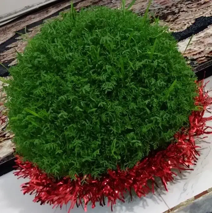 سبزه آماده|گل و گیاه طبیعی|کوهدشت, |دیوار