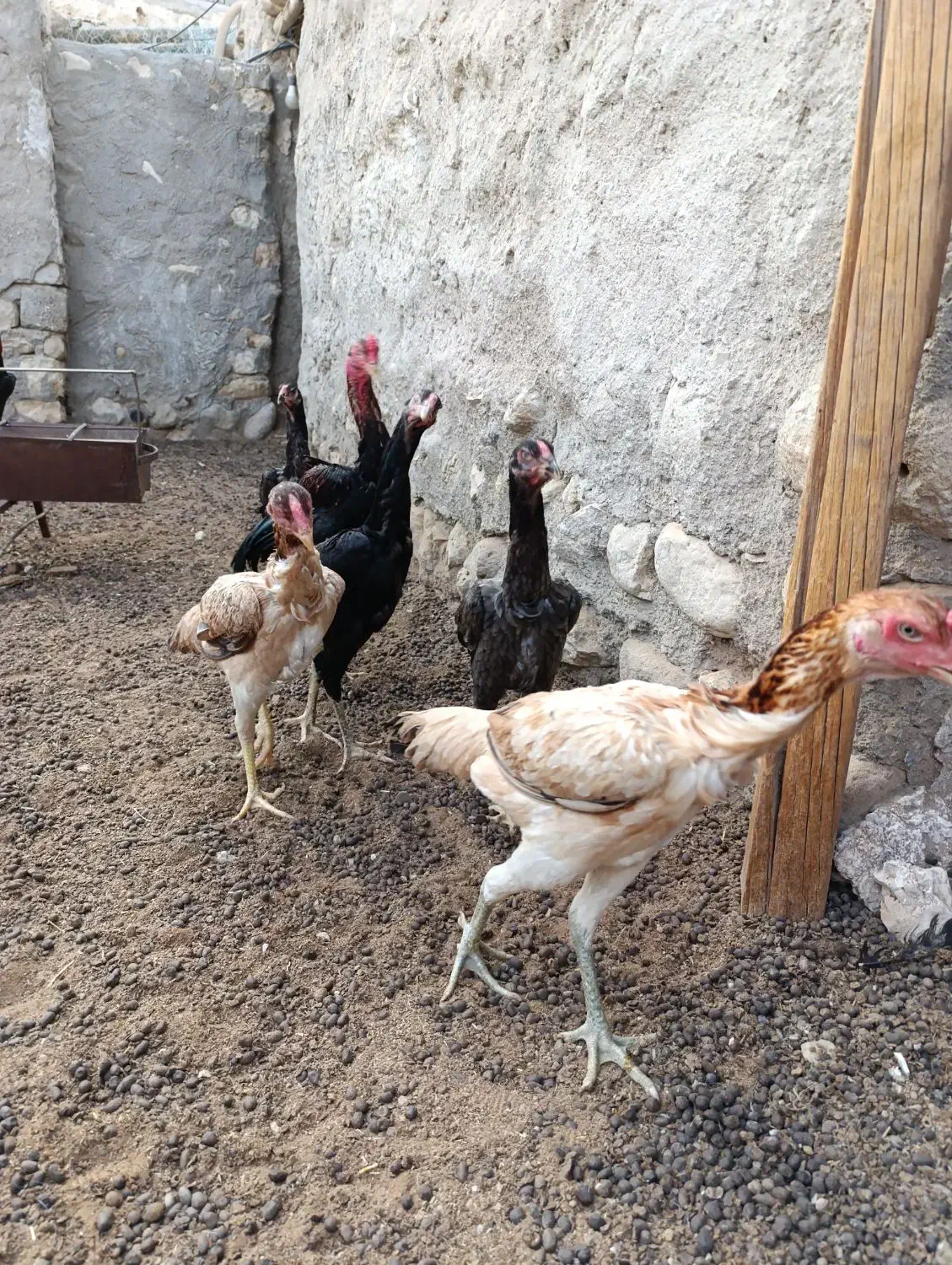 مرغ خروس فروشی جفت|حیوانات مزرعه|مهران (هرمزگان), |دیوار