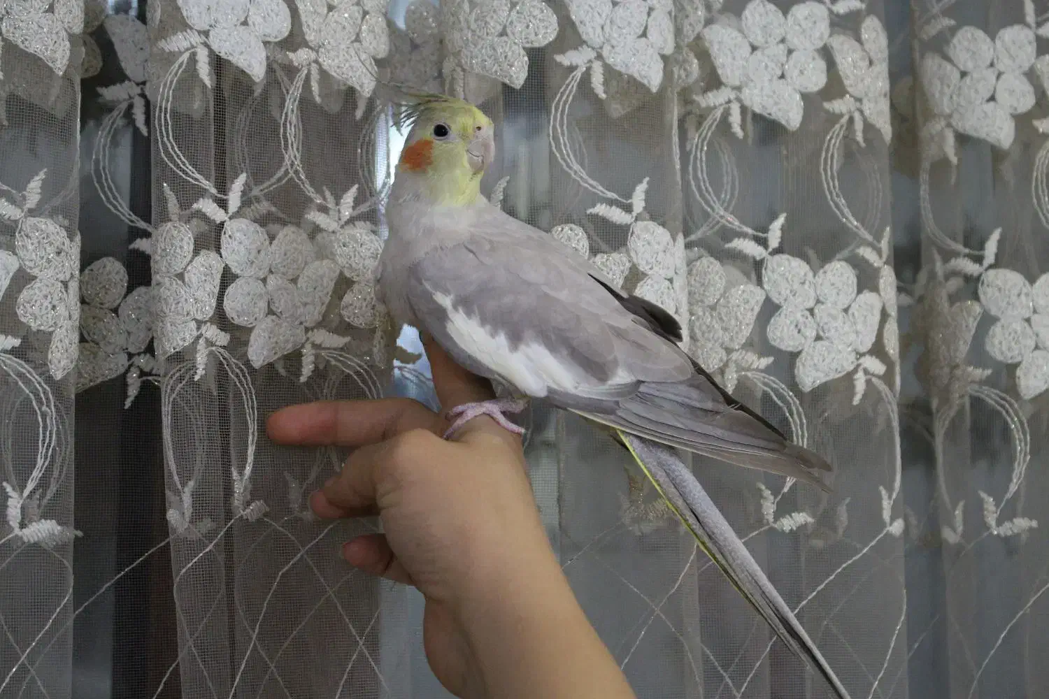 عروس هلندی|پرنده|تهران, بیسیم|دیوار