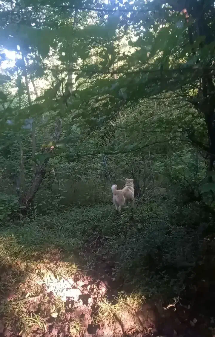 سگ گالشی واسه مال گالشی خوبه|سگ|اطاقور, |دیوار