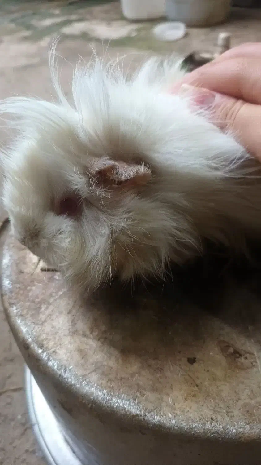 خوکچه هندی سفید|موش و خرگوش|صومعهسرا, |دیوار