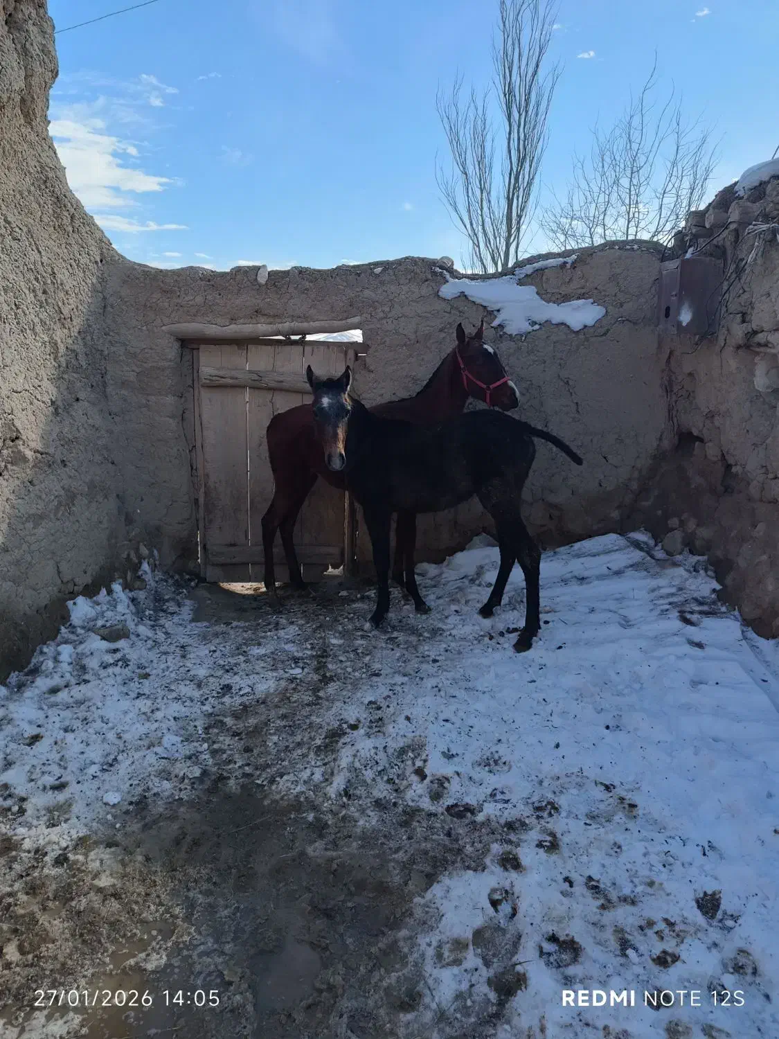 اسب|اسب و تجهیزات اسب‌سواری|چاراویماق, |دیوار