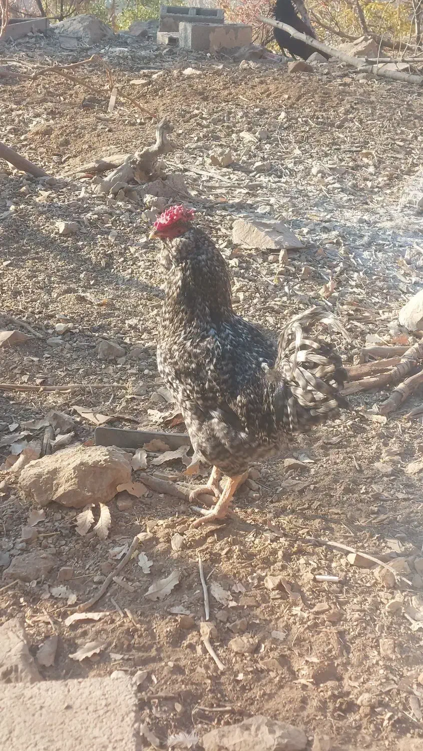 کله شیری محلی|حیوانات مزرعه|بانه, |دیوار