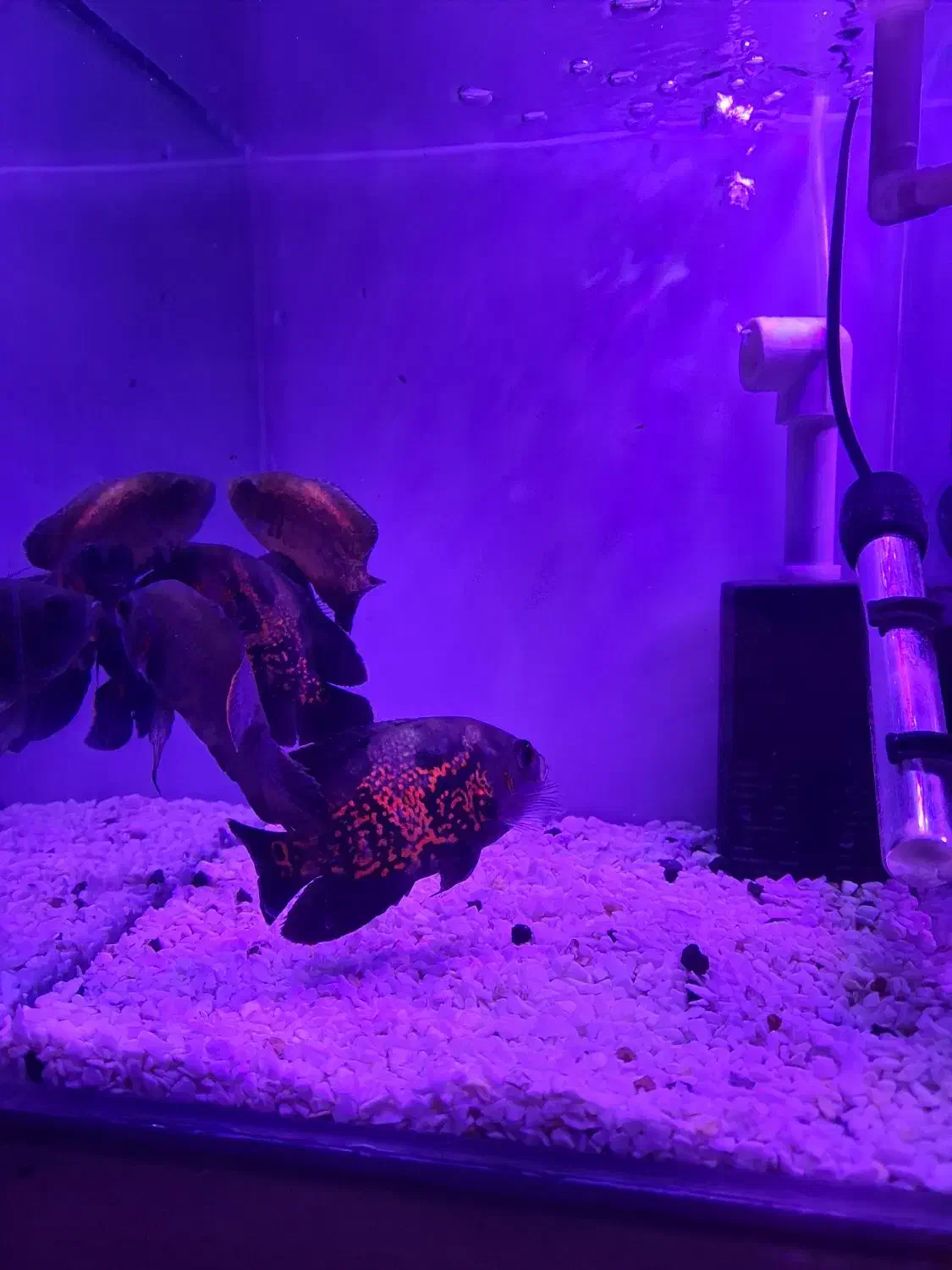 ماهی اسکار|ماهی|ماکو, |دیوار