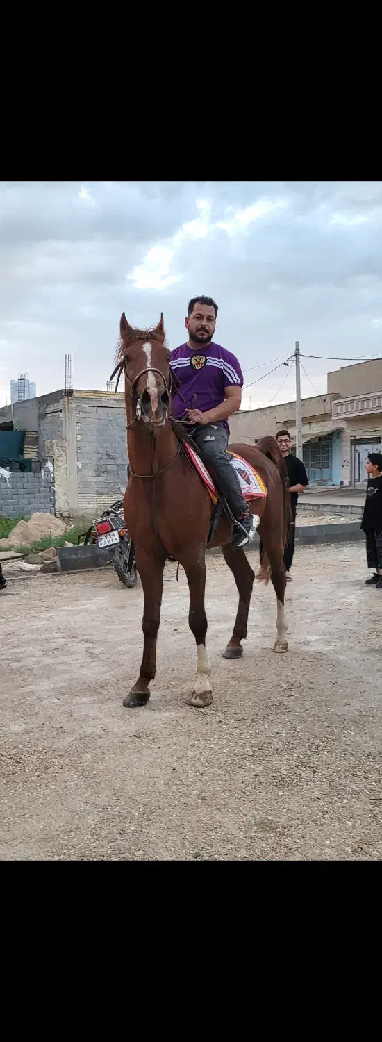 اسب|اسب و تجهیزات اسبسواری|ارد, |دیوار