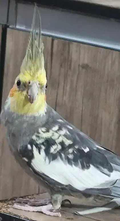 عروس هلندی سخنگو|پرنده|ماهدشت, |دیوار