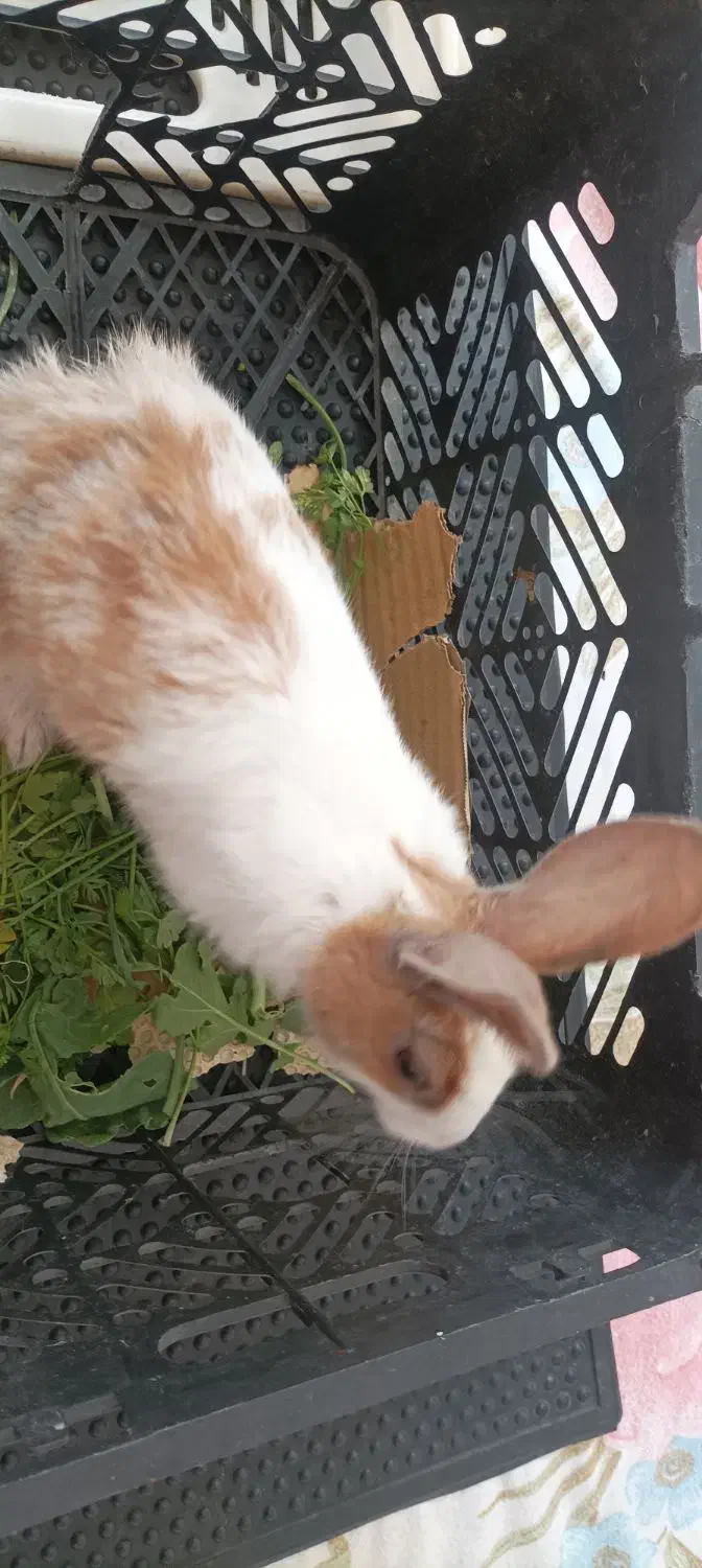 خرگوش ماده|موش و خرگوش|مریوان, |دیوار