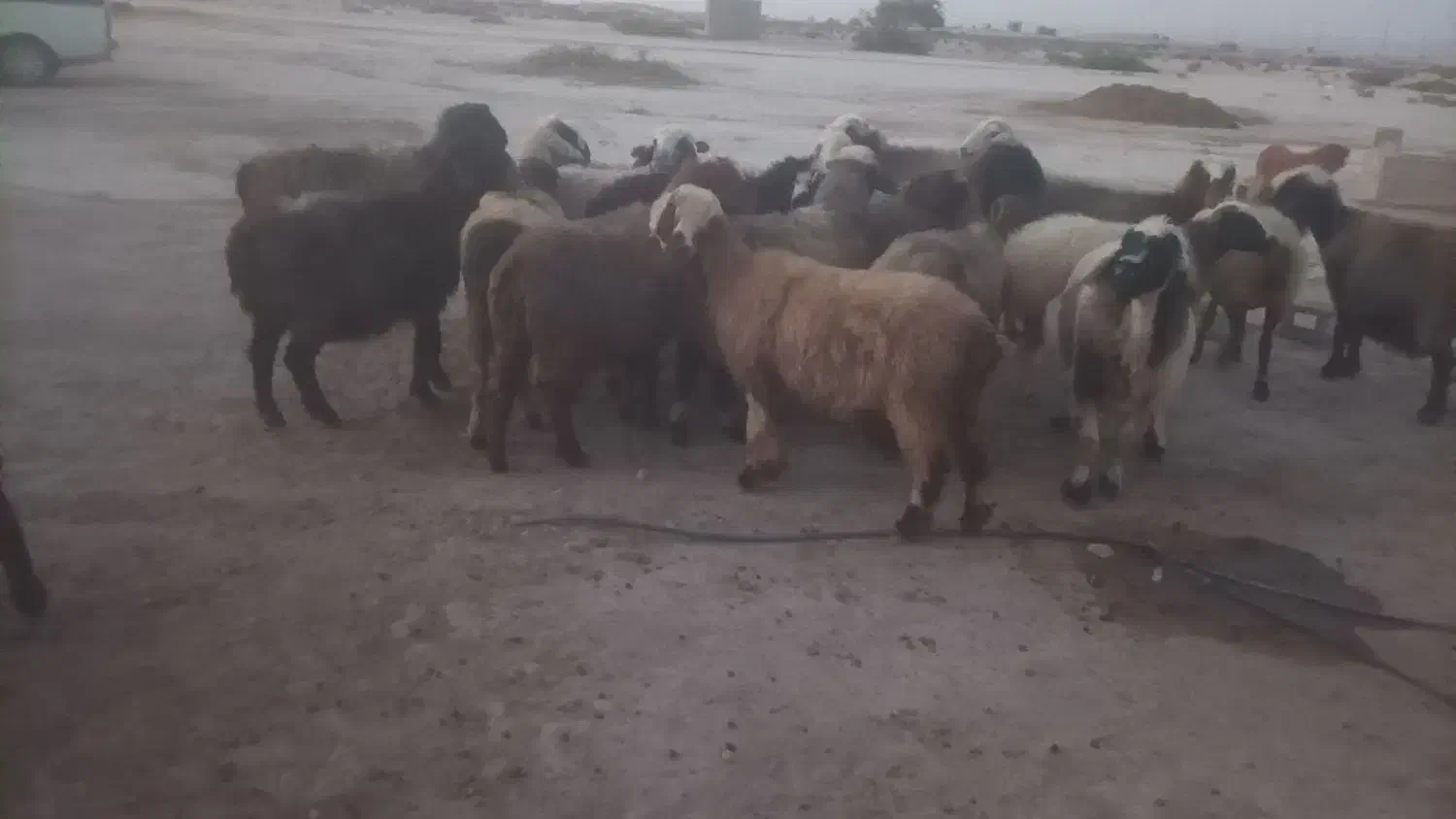 14راس میش داشتی|حیوانات مزرعه|فراشبند, |دیوار