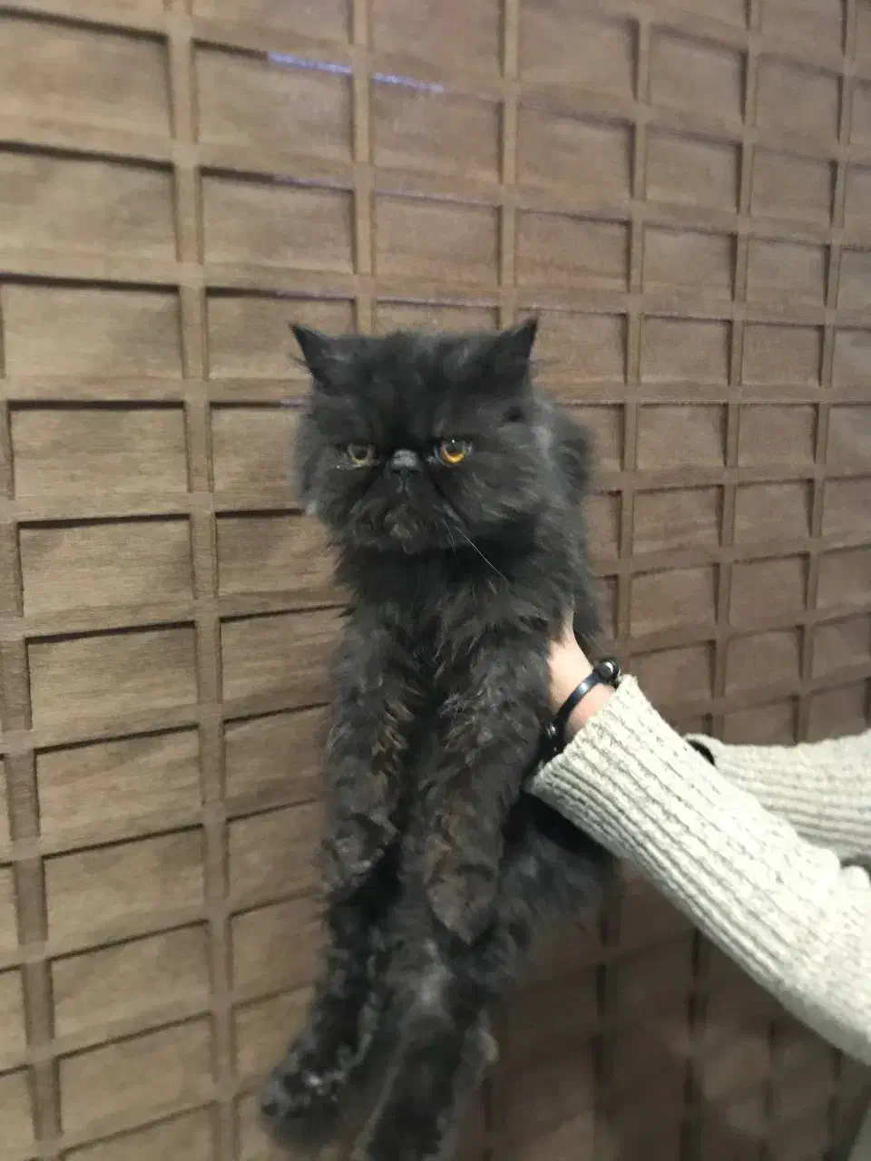 گربه پرشین|گربه|تهران, تهرانسر مرکزی|دیوار