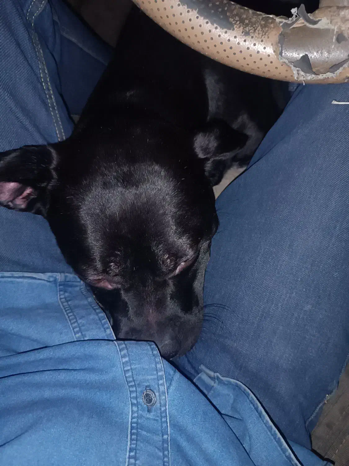 فروش کن کورسو|سگ|زاهدان, |دیوار