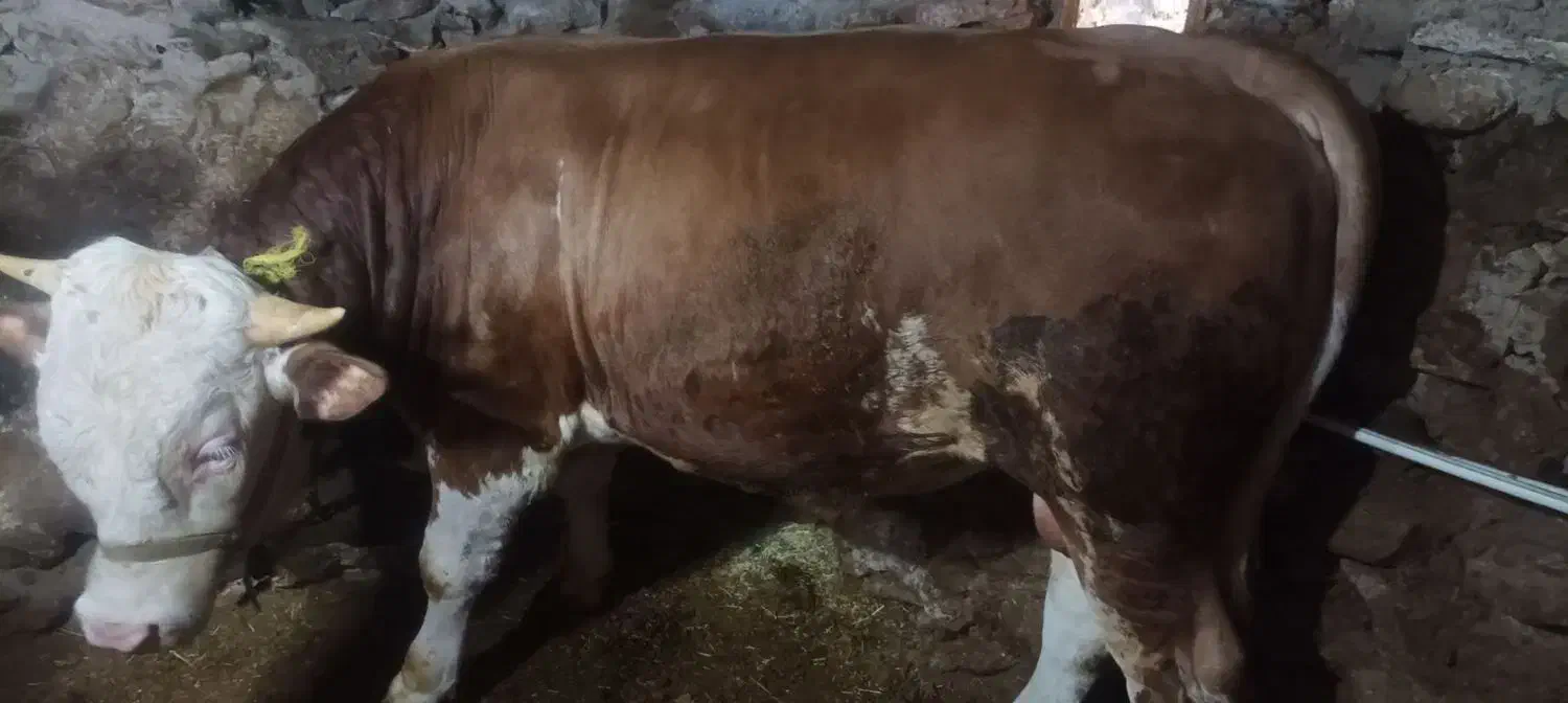 کلل|حیوانات مزرعه|کرفتو, |دیوار