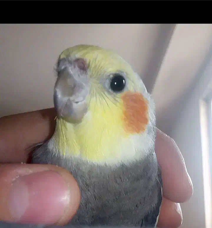 یک جفت عروس هلندی|پرنده|خرمدره, |دیوار