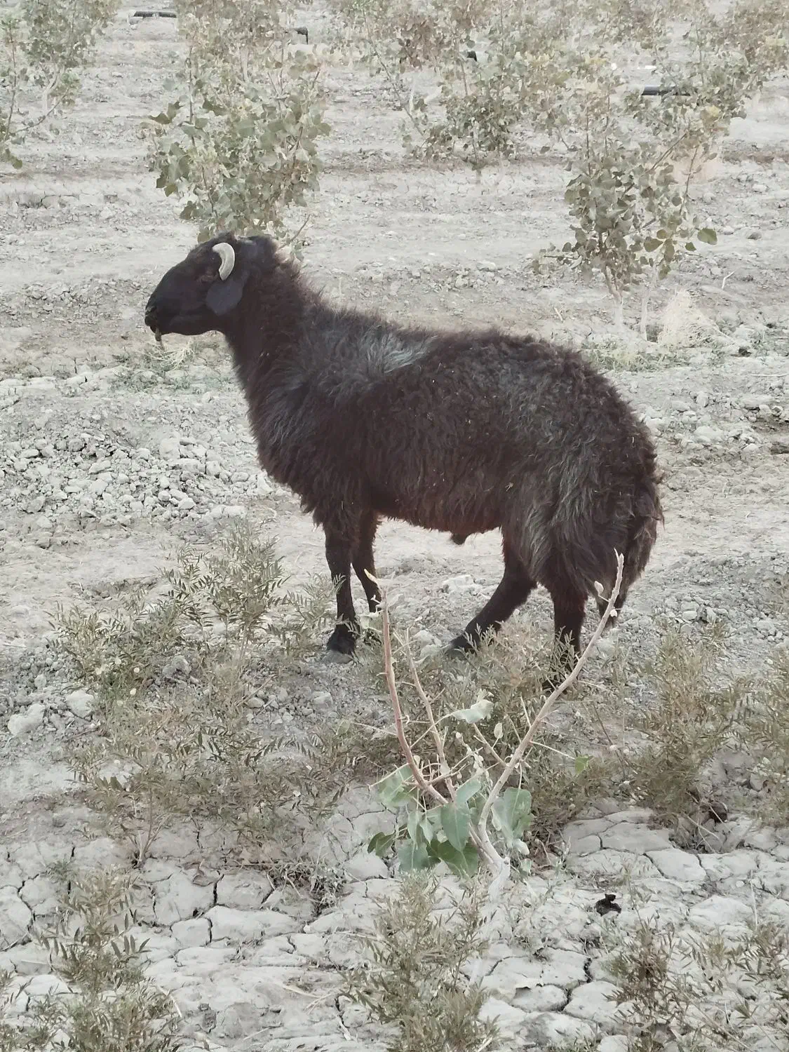 قوچ میش رون|حیوانات مزرعه|اژیه, |دیوار