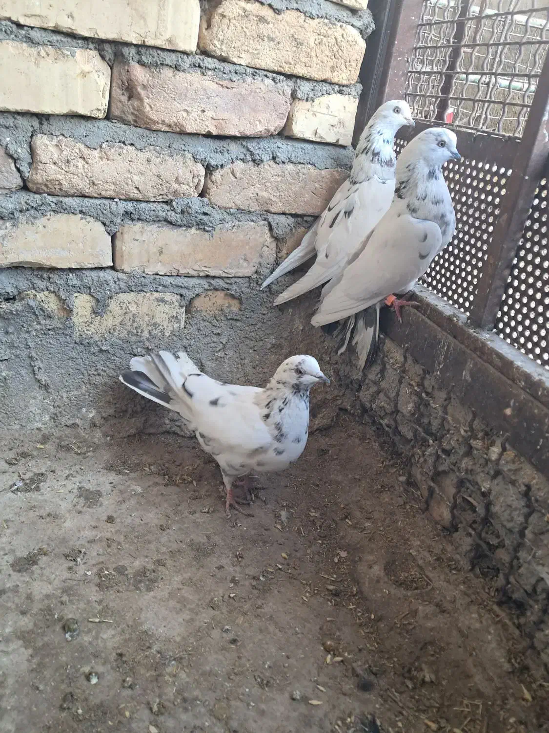 کبوتر پرشی|پرنده|گلپایگان, |دیوار