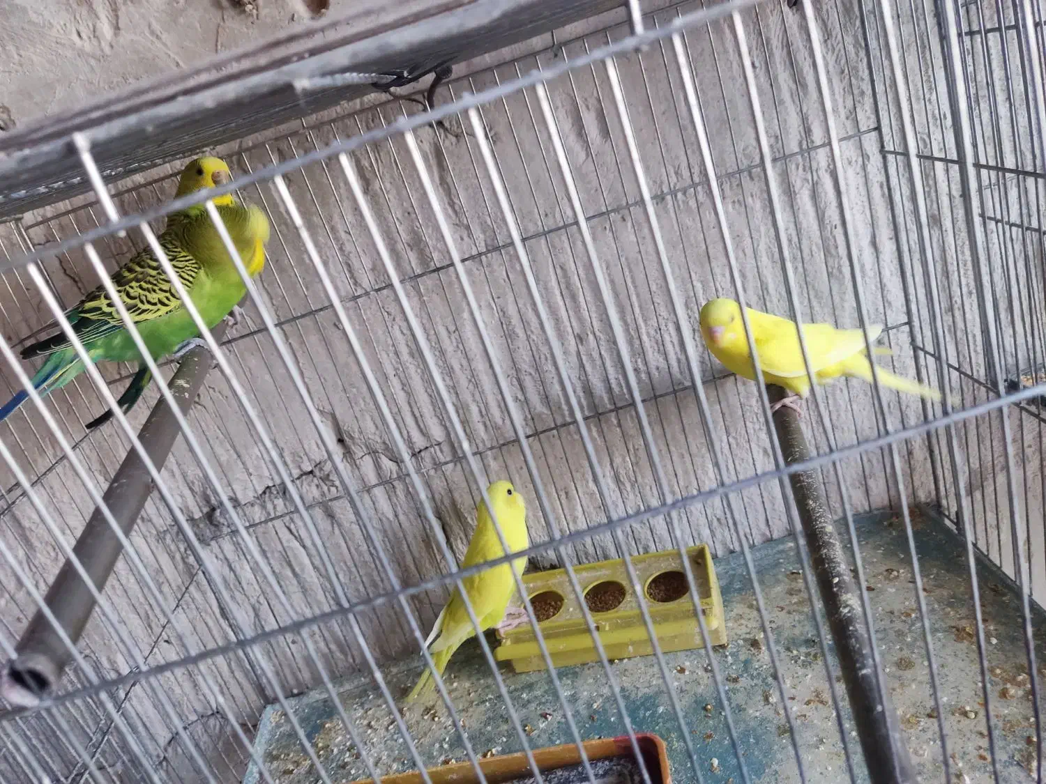 مرغ عشق|پرنده|تبریز, |دیوار