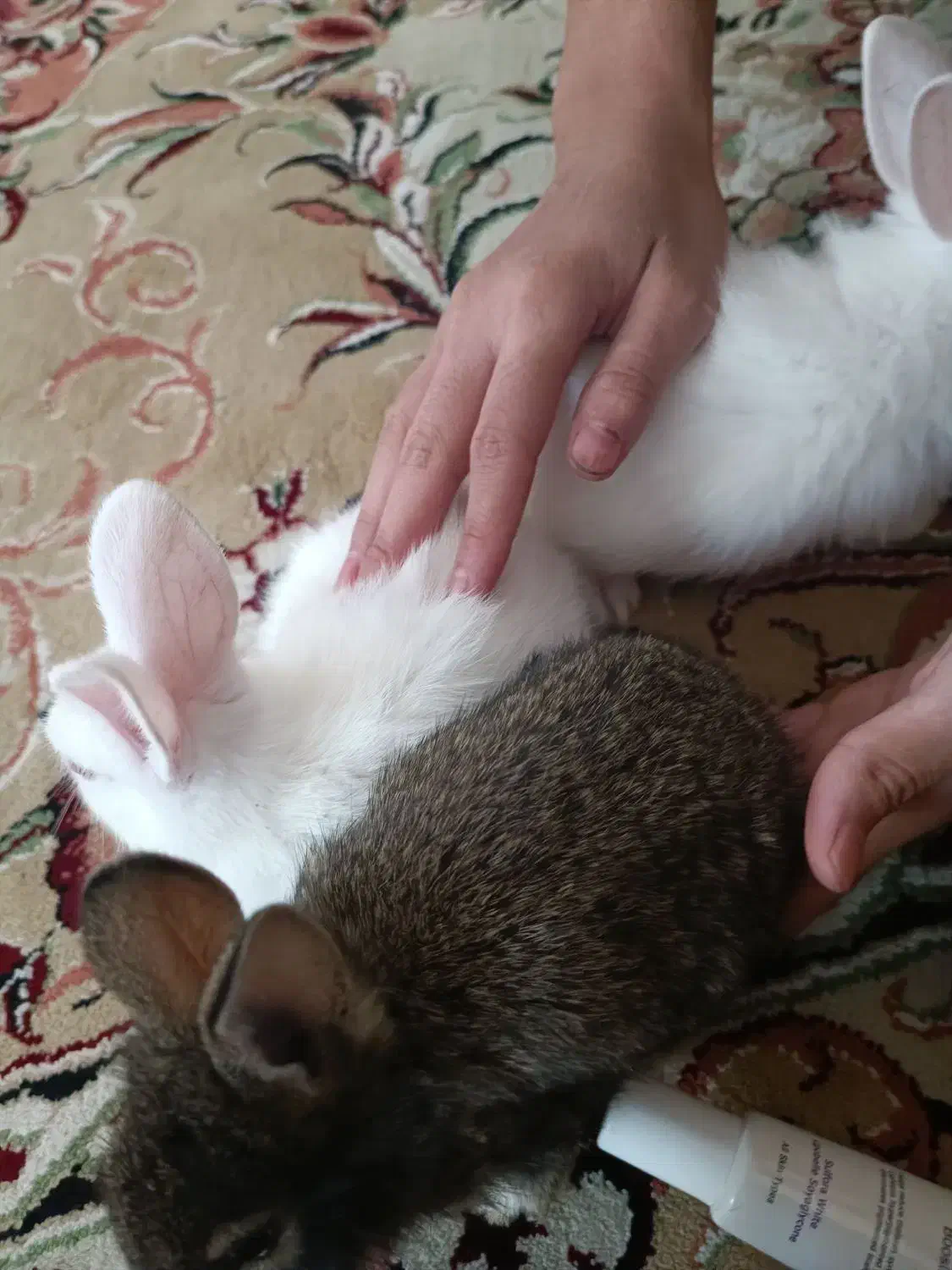 بچه خرگوش ۳ماهه|موش و خرگوش|اسلامشهر, شهرک قائمیه|دیوار