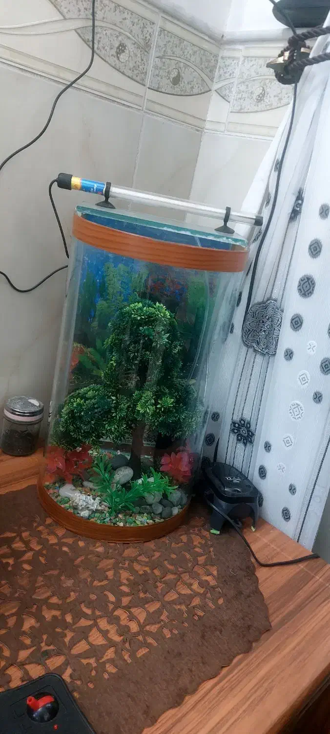 آکواریوم|ماهی|میبد, |دیوار