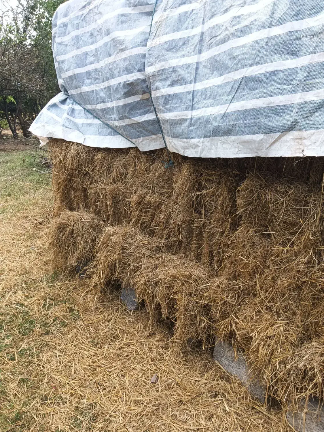 کاه برنج|حیوانات مزرعه|رودسر, |دیوار