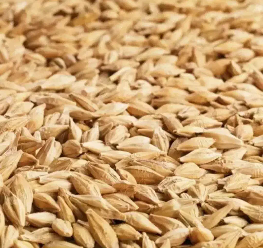 فروش وخریدار  جو ایرانی|لوازم جانبی حیوانات|قزوین, |دیوار