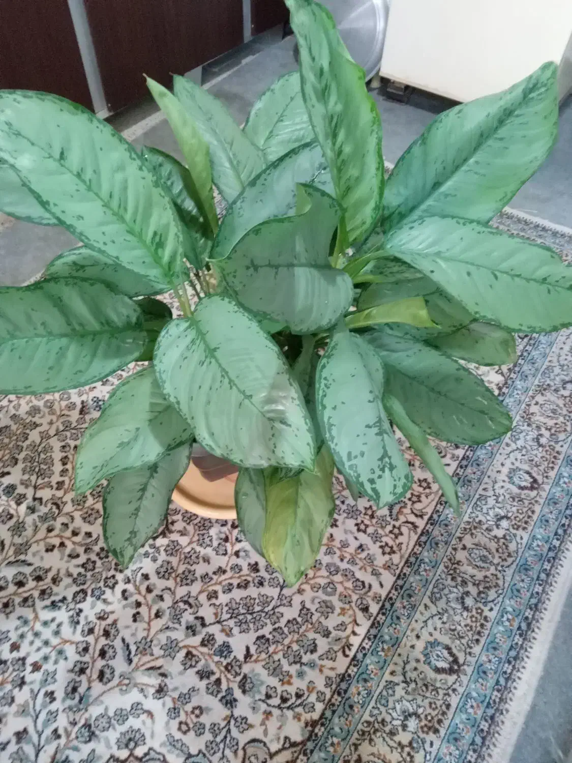 گل اگلونما|گل و گیاه طبیعی|لاهیجان, شهید آوینی|دیوار