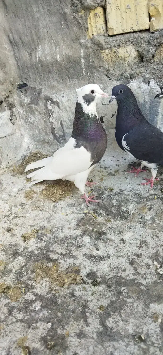 حیوون|حراج|فسا, |دیوار