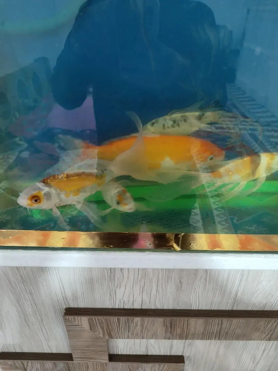 کوی سوپر باله سایز مولد با اکواریوم و لوازم کامل|ماهی|سراب, |دیوار