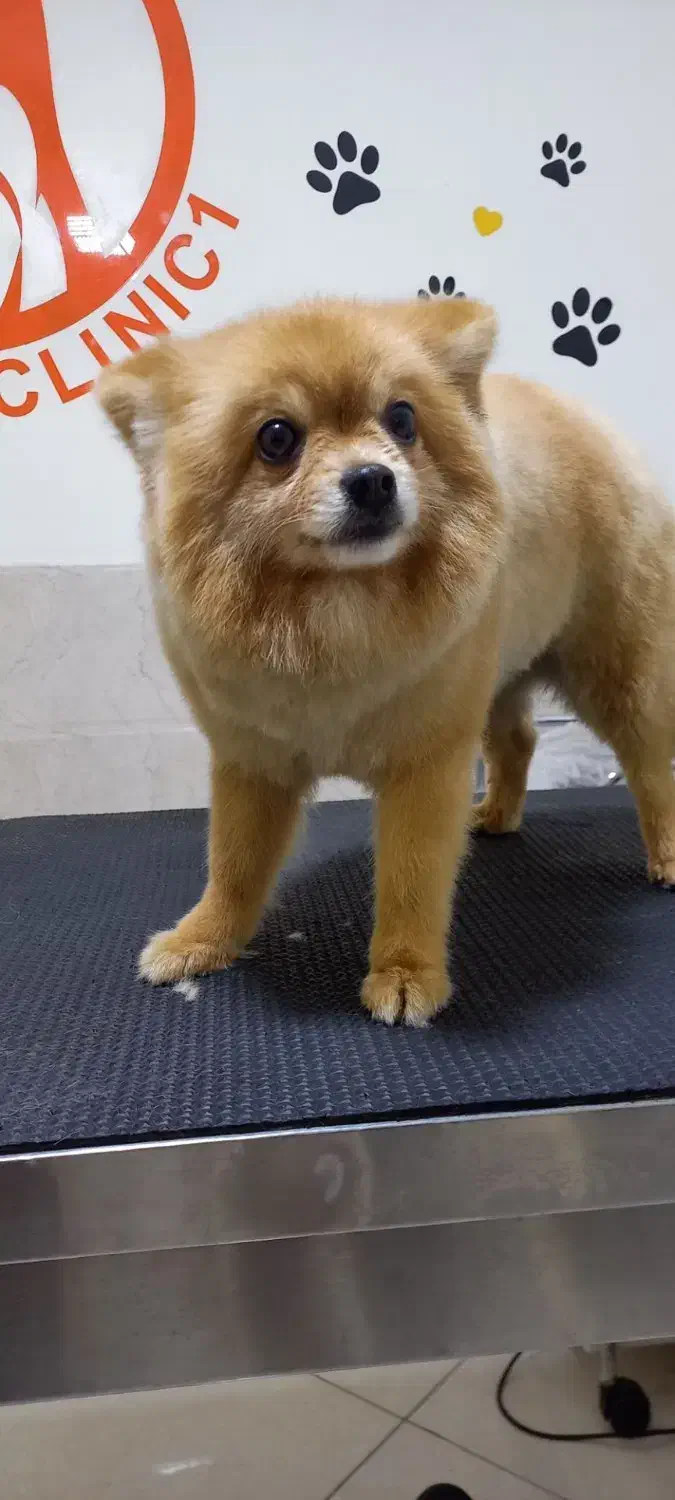 دامپزشکی آوین|خدمات آرایشگری و زیبایی|کرج, عظیمیه|دیوار