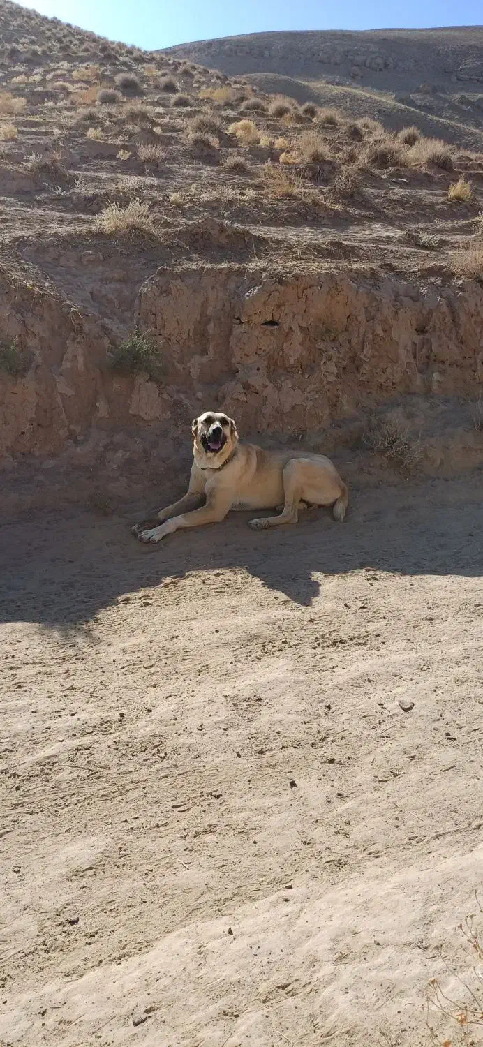 حیوان|سگ|تربت جام, پارک جنگلی|دیوار