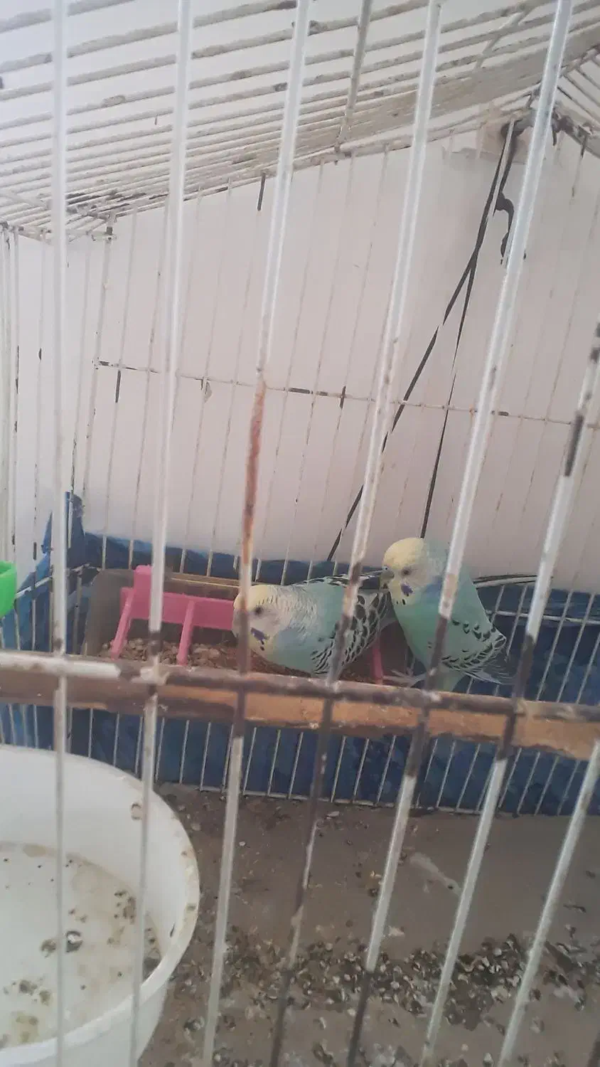 جفت مرغ عشق حالی|پرنده|زابل, |دیوار