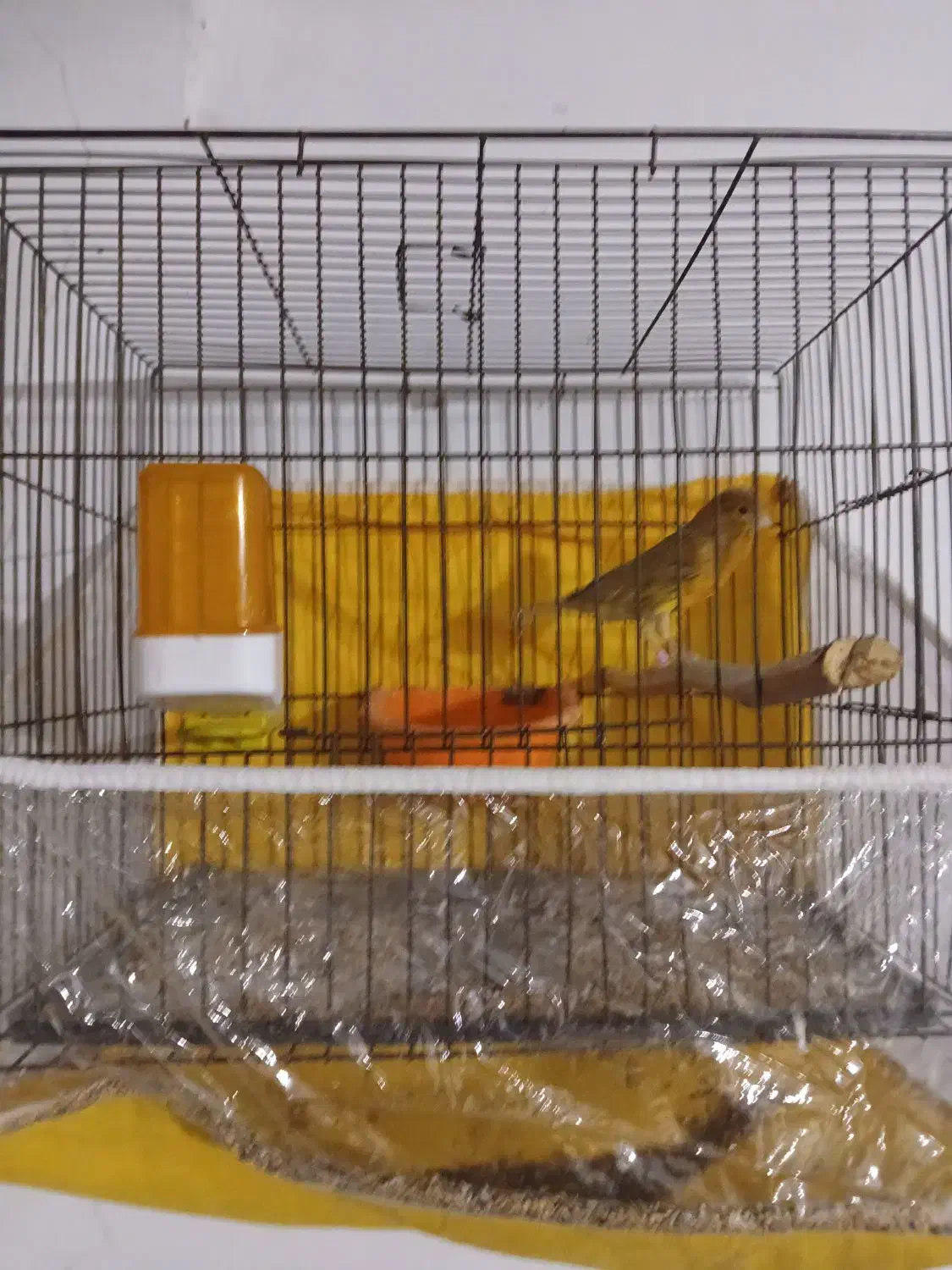 پرنده|پرنده|گرگان, |دیوار