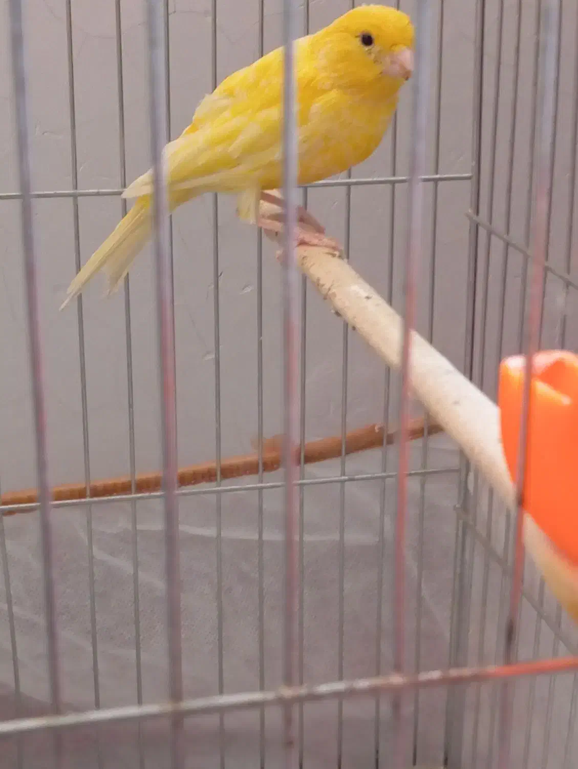 فروش پرنده ی خوش صدا|پرنده|تبریز, |دیوار