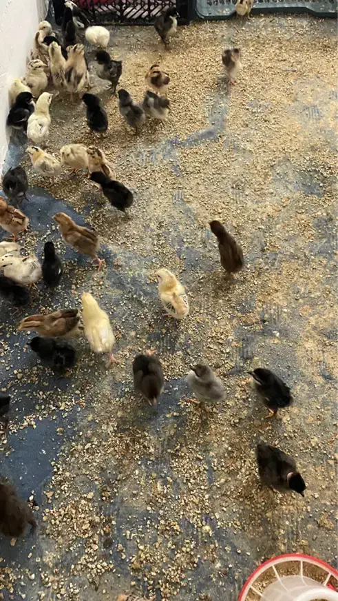 جوجه مرغ|حیوانات مزرعه|آبپخش, |دیوار