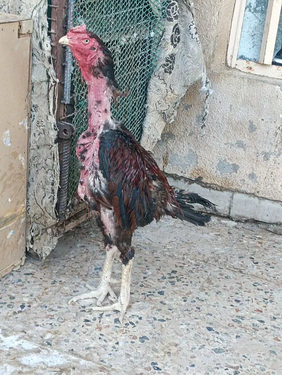 مرغ لاری اصل بخون|حیوانات مزرعه|زابل, |دیوار