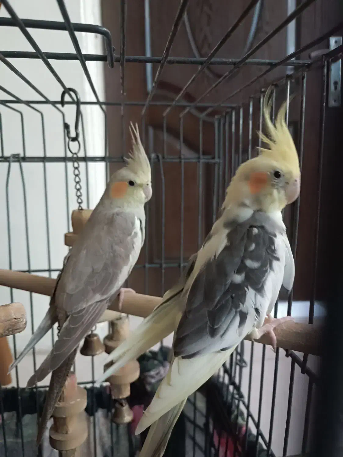 عروس هلندی نر و ماده|پرنده|تهران, مختاری|دیوار