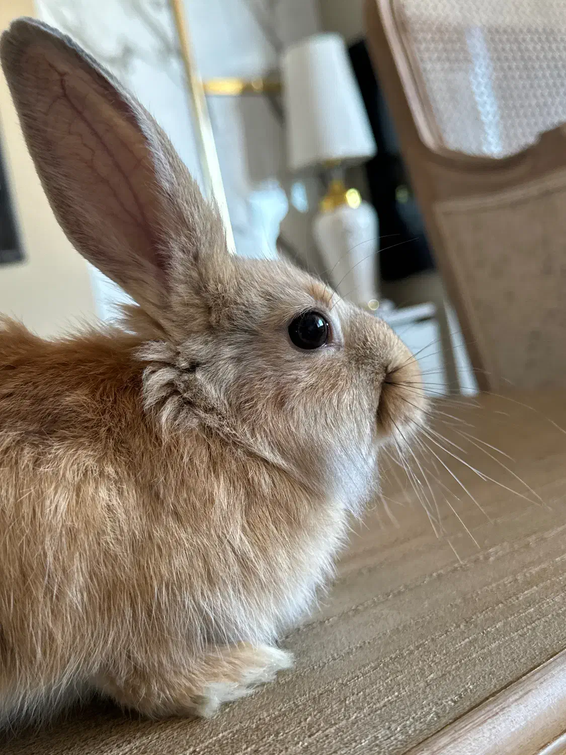 خرگوش|موش و خرگوش|نوشهر, |دیوار